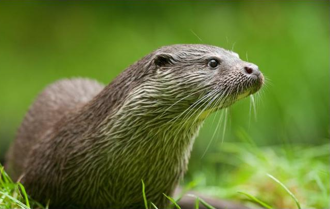 Otter